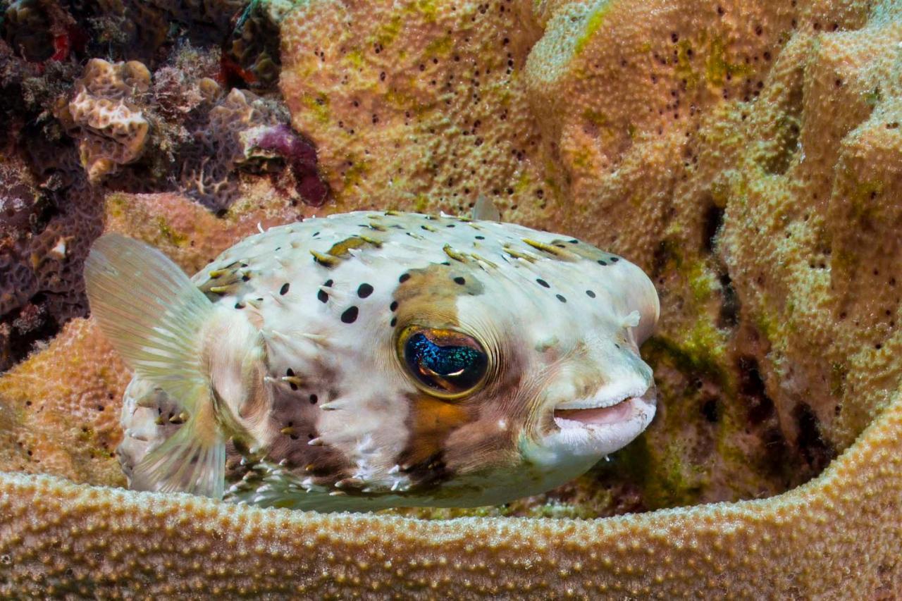 Den Laman - Balloonfish Playa Eksteriør bilde