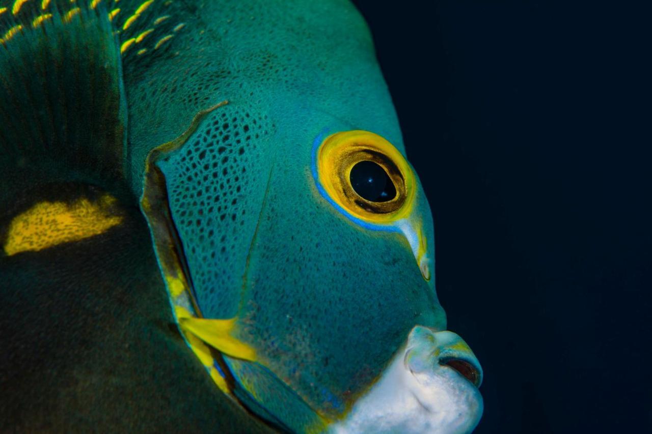 Den Laman - Balloonfish Playa Eksteriør bilde